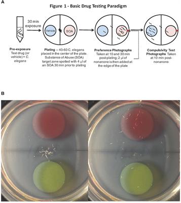 Caenorhabditis elegans Show Preference for Stimulants and Potential as a Model Organism for Medications Screening